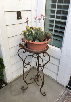 COOL SUCCULENTS AND STAND
