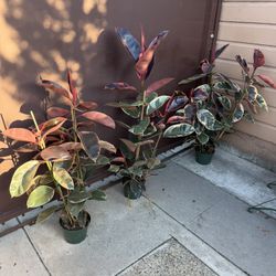 8” XXL Pink Ruby Rubber Plant ( Price Is For Each And Firm )