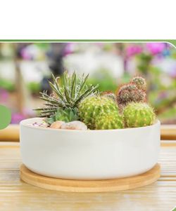 dracaena marginata prune Shop 'Dracaena marginata kiwi' Care & Growing Guide