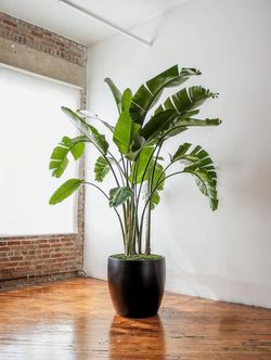 Plant
