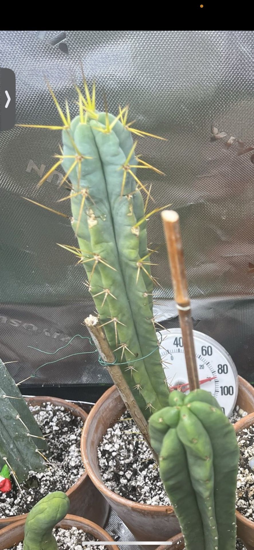 Selling San Pedro Collection