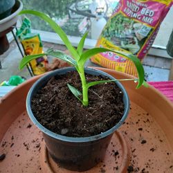 Dendrobium noble Japanese orchid