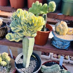 Myrtillocactus Variegated Cactus Crest Imported 
