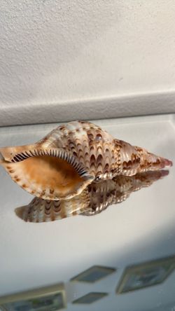 Rare Tritons Trumpet  Coastal Shell ( Vintage )