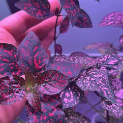 Polka dot Plant