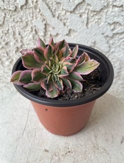 4 Inch Pot Rare Succulent Plant - Aeonium Sunburst Crest Crested - Sculptural - Rooted & Established - Drought Resistant - 🪴