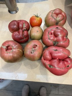 Home Garden Gwowth Organic Tomato 9 Lbs