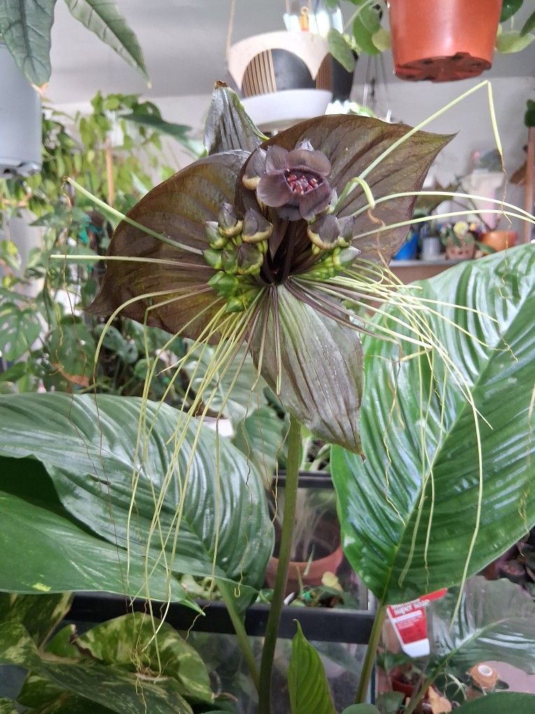 RARE  "BLACK BAT FLOWER " Tacca Integrifolia Plant $75