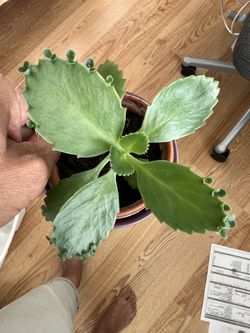 Plant Mother Of Thousands 