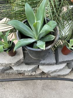 Succulent Plant 🪴