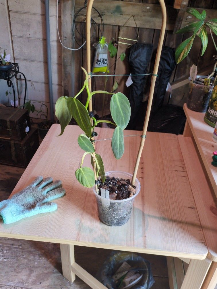 Philodendron Gigas