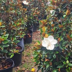Magnolias Tree 15gallones 5ft a 6ft Tall Little Gem 