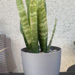Snake Plant.