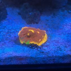 Fake Rainbow Chalice