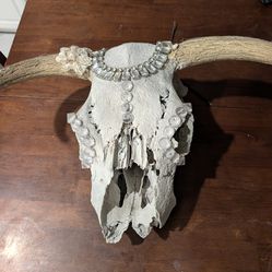 Steer head and horns