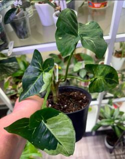 Syngonium Panda