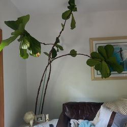 Fiddle Fig