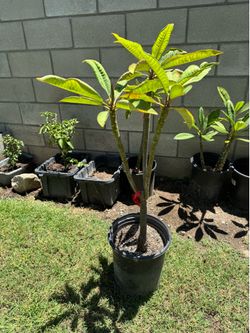 Plumeria