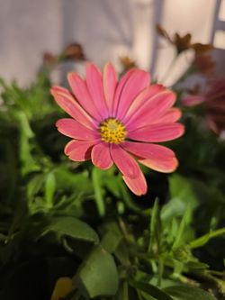 Daisies