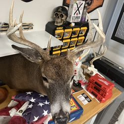 9pt Whitetail Mount 