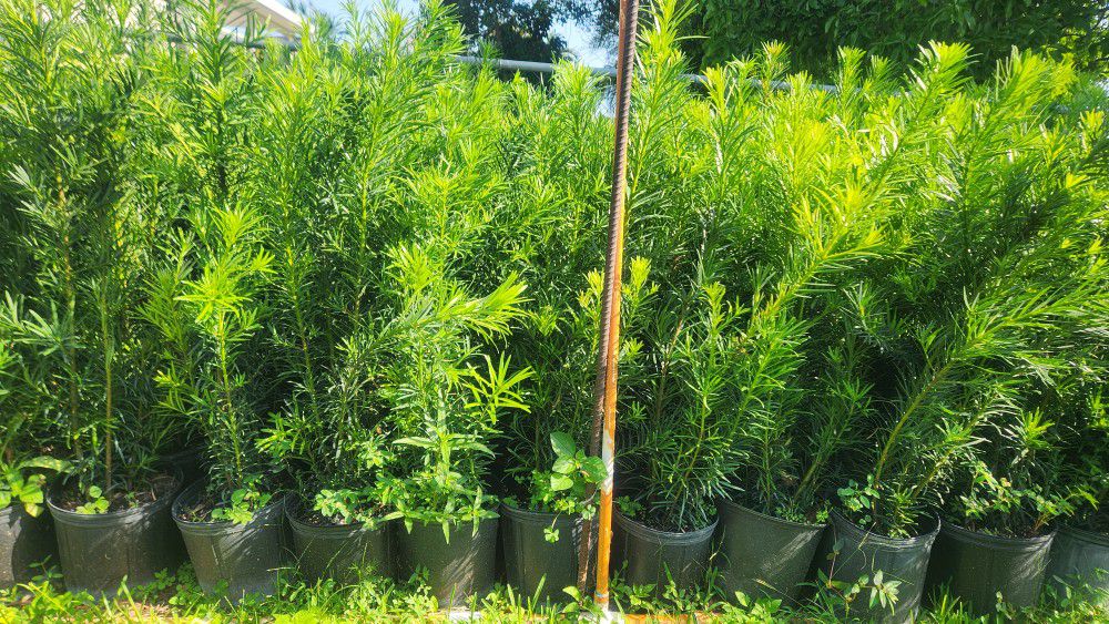 Beautiful Podocarpus Plants For Privacy!!! About 3.5 Feet Tall !!! Fertilized 