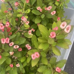 Crown Thorns Plants 🪴 