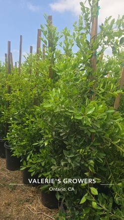 Indian Laurel