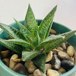Ceramic Pot Haworthia