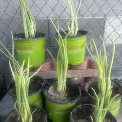 Aloe Vera Plants