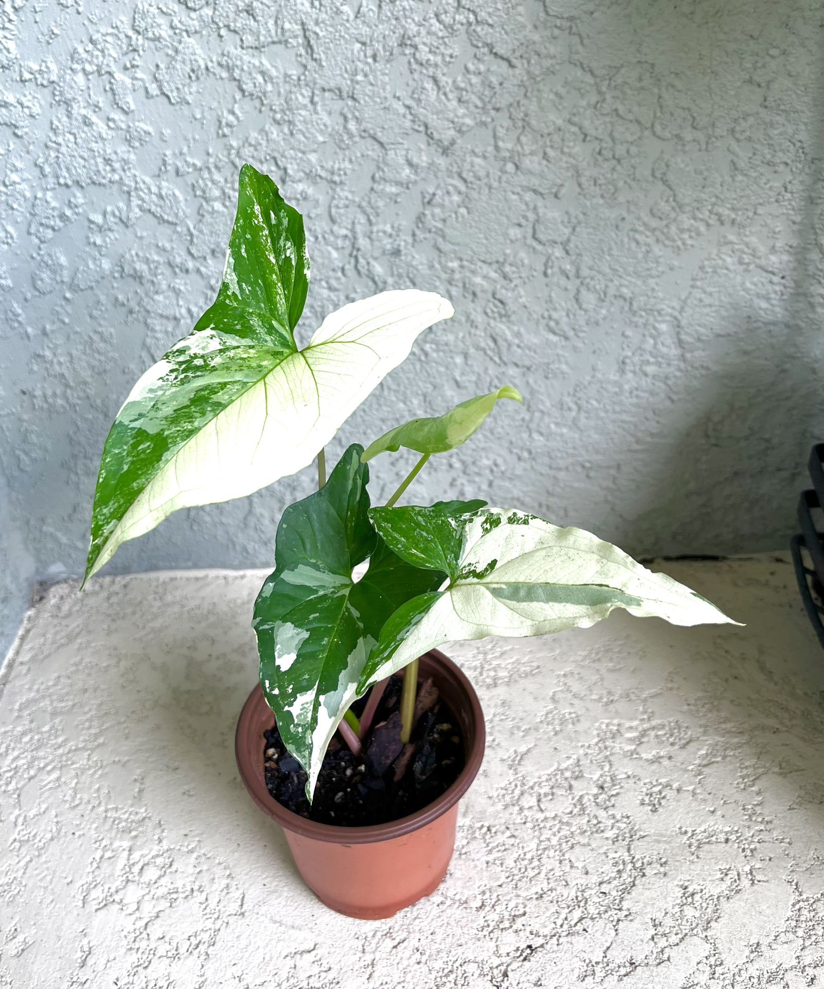 Syngonium Albo Variegated Plant