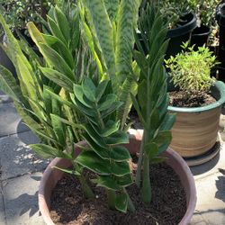 Cây Kim Tiền.   Zamioculcas zamiifolia ZZ plant 60$