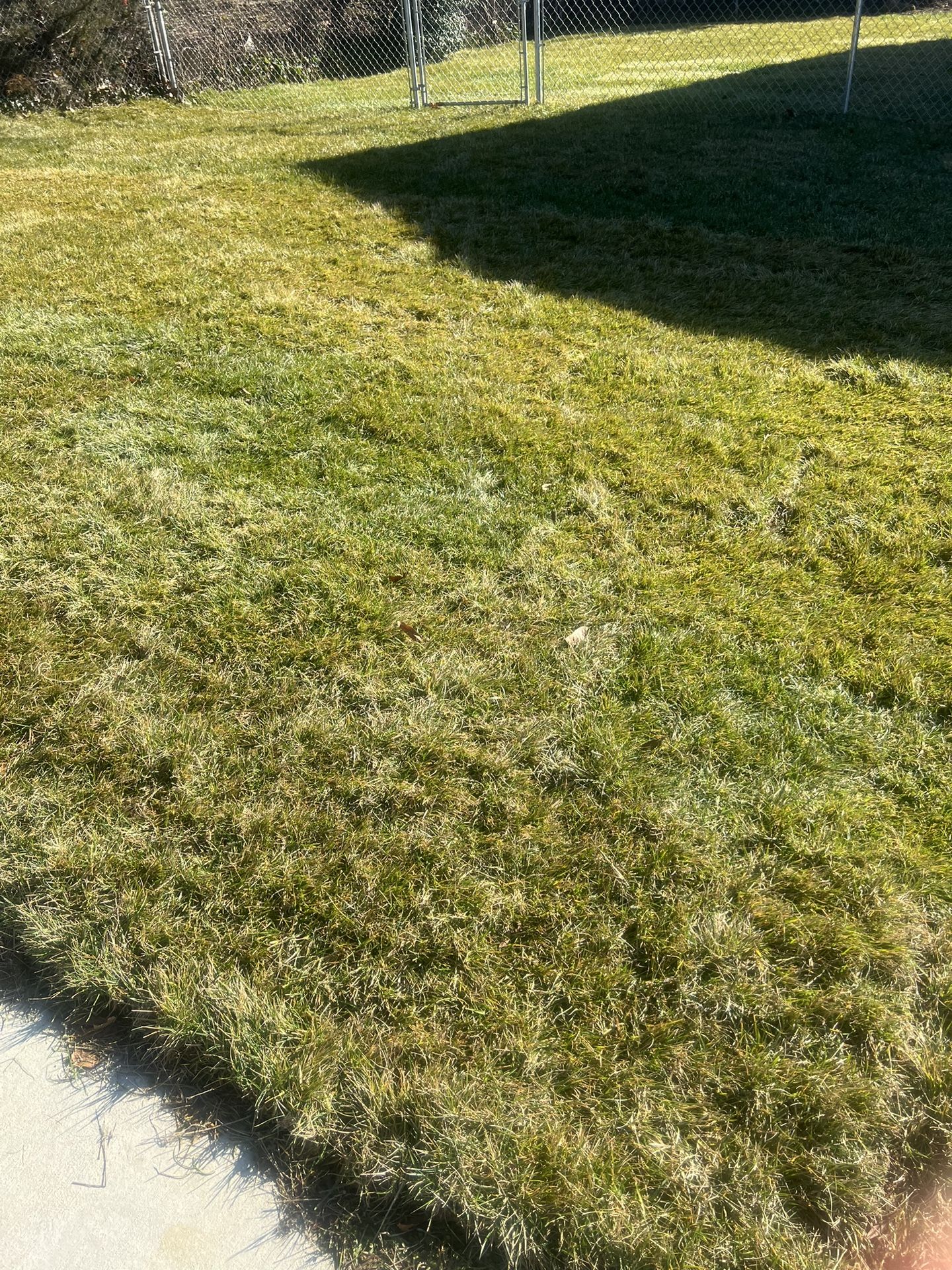 Fresh Sod