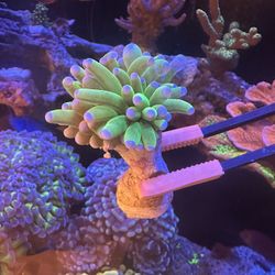 Fake Aquarium Decoration 