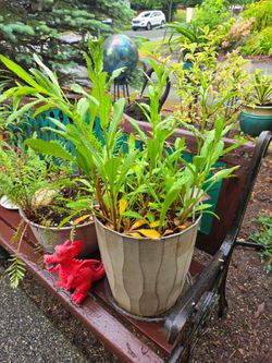 Garden Plant Shasta Large Daisies