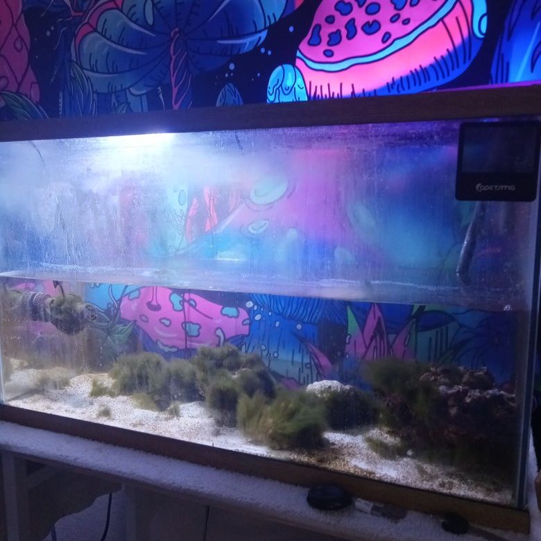 25-30 Gallon Reef Tank W/ 307 Fluval Canister Filter And In-line Fluval Uv Clarifier. 