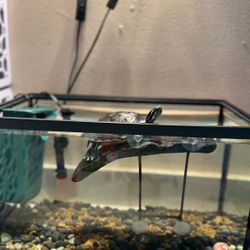 20 Gal. Turtle Tank w/ Accessories