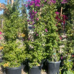 Bougavallia Royal Purple