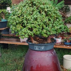 Bonsai Portucalia