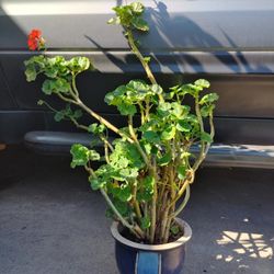 Blue Ceramic Pot W Geranium About 2 1/2 Feet Tall