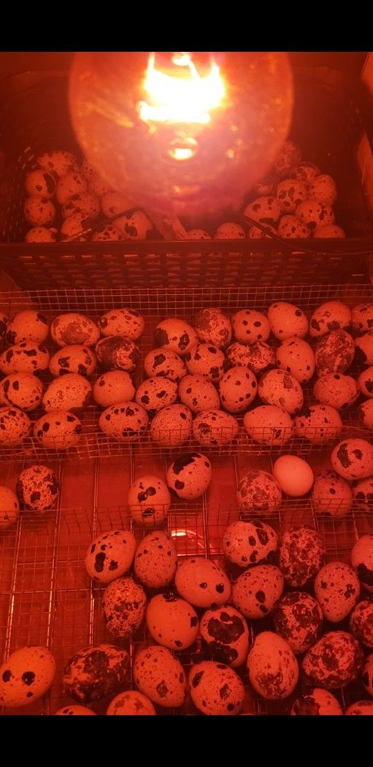 Quail Egg