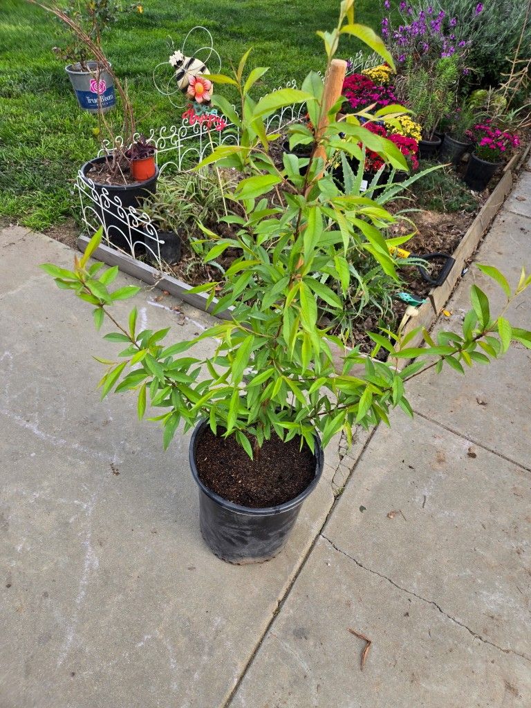 Peach Tree For Sale