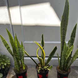 NICE SNAKE PLANTS 