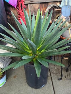 Jumbo Agave Edurado