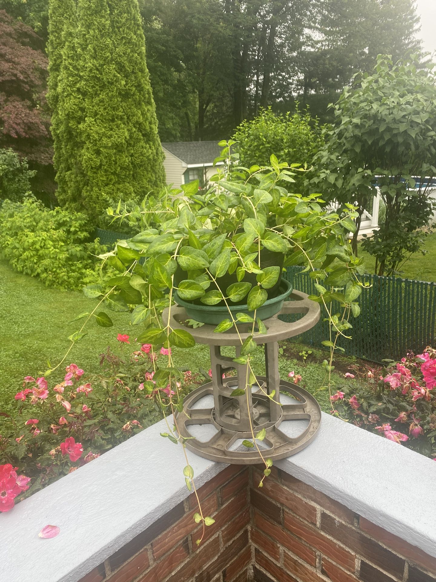 Live Plants