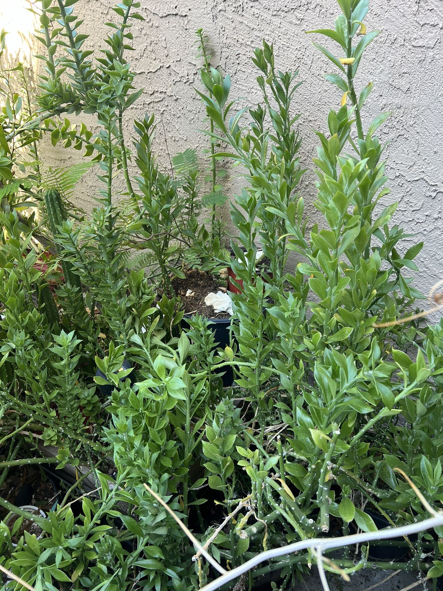 Pereskiopsis Spathulata