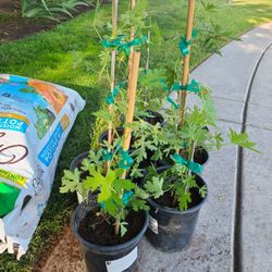 Citronella Plants for Sale 