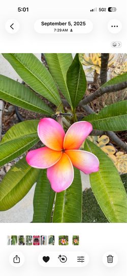 Anaheim Hills Sunset (Brea) Plumeria Cuttings - Rainbow Bloomer