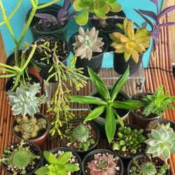 🌿 PlaNts @ $3each