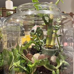Taking orders for live terrariums. Includes live plants and can be customized to his/her likes. Taking orders until 2/5/22  