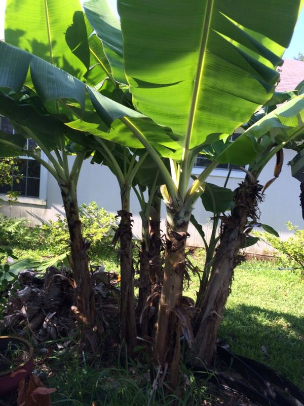 Banana plant